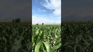Кукуруза для силоса