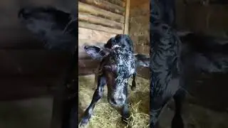 Бедняжка, только родилась и посадили на цепь#shorts#Телочка на цепи.