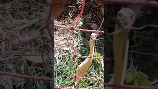 Выучка пастбищных кур.