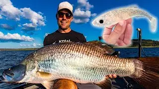 XOS Baits for XOS Fish: Landing My BIGGEST Barramundi Yet!