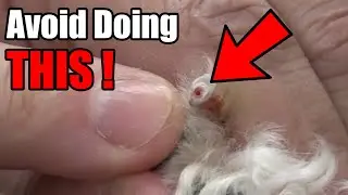 We Accidently Hit The Vein Today While Clipping Dog Nails