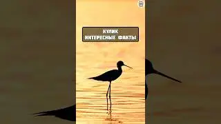 птица Кулик интересные факты #животные #факты #интересно