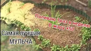 Мульчирую грядки РИСОВОЙ ШЕЛУХОЙ и поливаю 1 раз в неделю.Дачница БЕЗ Опыта