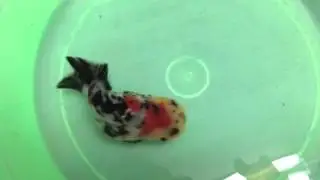 Calico ranchu, Confucius