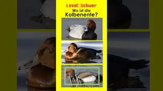 Enten - Tauchenten - Jägerprüfung und Jagdschein