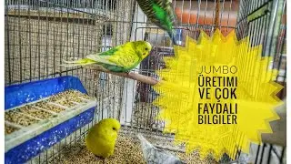 Jumbo Üretimi ve Çok Faydalı Bilgiler