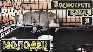 Посмотрите какая я молодец.