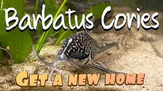 Barbatus cory breeding group gets a new home