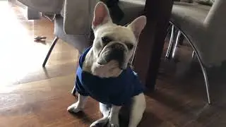 The Dog Face Ali Express Размер XXXL На Французского Бульдога Пижама | Покупки
