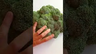 Теперь такую капусту брокколи буду сажать каждый год! Результат отличный - соцветие весом до 1013 г