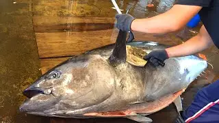 Slicing Pure Luxury: Watch as Otoro is Cut from a Massive Bluefin Tuna!