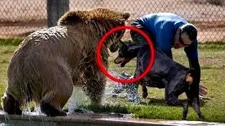 5 Pets Who Saved Their Owners Lives!