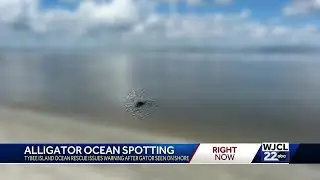 Alligator spotted near shore on Tybee Island