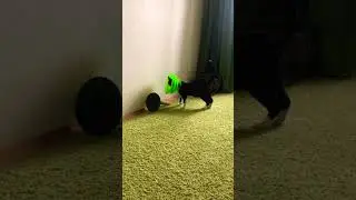 Лео полюбил воротник и был возмущен что его не надо больше носить 😅🤣