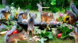 Best for Dogs🐶 EPIC Red Squirrel Fun🐿️ Shadow Tails are on the move again