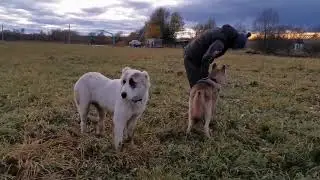 Осенний Ярик на прогулке.