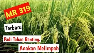 ( PADI MR 319 ). ANAKAN MELIMPAH. #padiunggul .#padigalur#padiaceh#Tanimandirigroup.#085279462691.