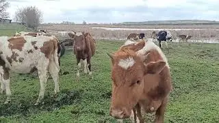 Телята на водопое.