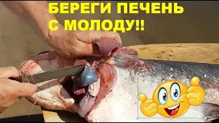 The secret to cooking catfish liver. Lower Volga tour