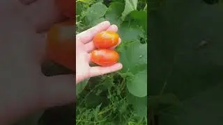 Colhendo tomates do meu jardim ...😍