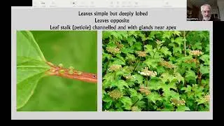 Hedgerow Surveys and Management