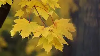 Schumann tranquil, relaxing, romantic, beautiful "Traumerei" classical piano Alan Roubik