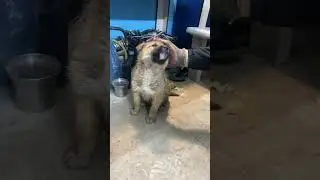 Приютили шинка  в дождь.