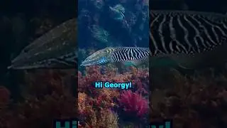 Did you know cuttlefish did this?