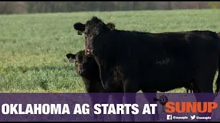 Cow-Calf Corner - Maintaining Replacement Heifers (8/8/20)