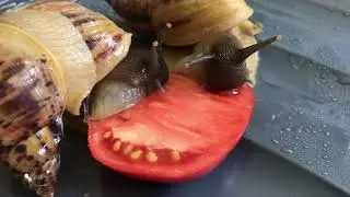 Релакс | улитки ахатины едят помидор | achatina snails