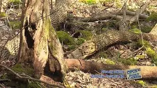 PCN Postcards | Stony Valley Creek Rail Trail (Part II)