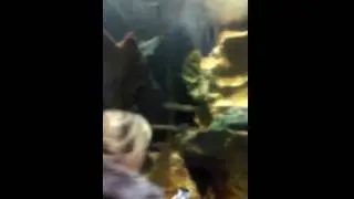 Океанариум | ТРК Планета Нептун | СПб (2015)
