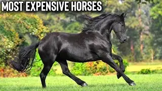 5 CELEBRITIES WHO OWN SOME OF THE MOST EXPENSIVE HORSES IN THE WORLD!