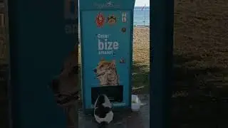 Котик))