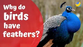 Why do birds have feathers?