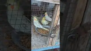 Cockatoos 🐦 🐦‍⬛ 🦜 
