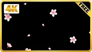 Sakura cherry Blossom Flowers Falling black screen loops