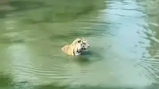 Funny animals