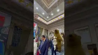 Ayiqlar tuyda принимаем заказ 93 232 49 49