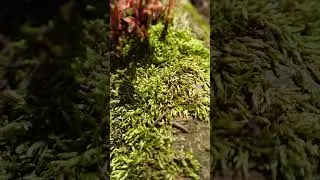 Moss Appreciation 1