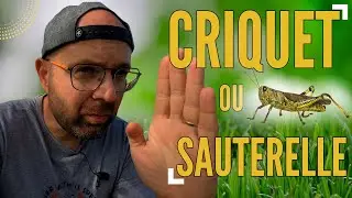 Quelles Différences entre La Sauterelle et Le Criquet? #insectes #wildlife