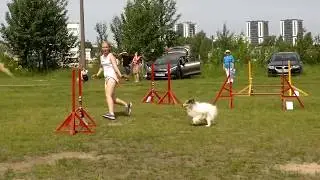 2017 06 18 Аджилити