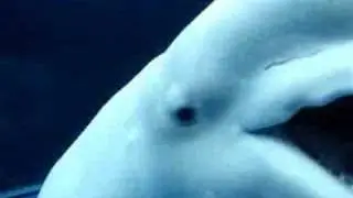 Japan2006 white whale frightening people ＞▽＜