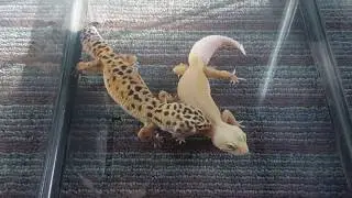 Lenny The Leo and Ivory Successful Mating