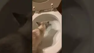 Toilet Cat