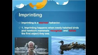Imprinting and Learning Behavior: What You Need to Know (In Just 4 minutes) #freeonlineclassesmsc