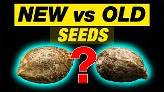 WHAT SEEDS ARE BEST FOR CANNABIS?