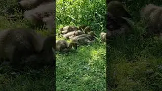 Canadische Wildgans-Küken im Park 2