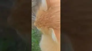 Любопытный Котенок