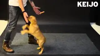 Dog's reaction to the flying sousage(Реакция собак на летающую сосиску):D